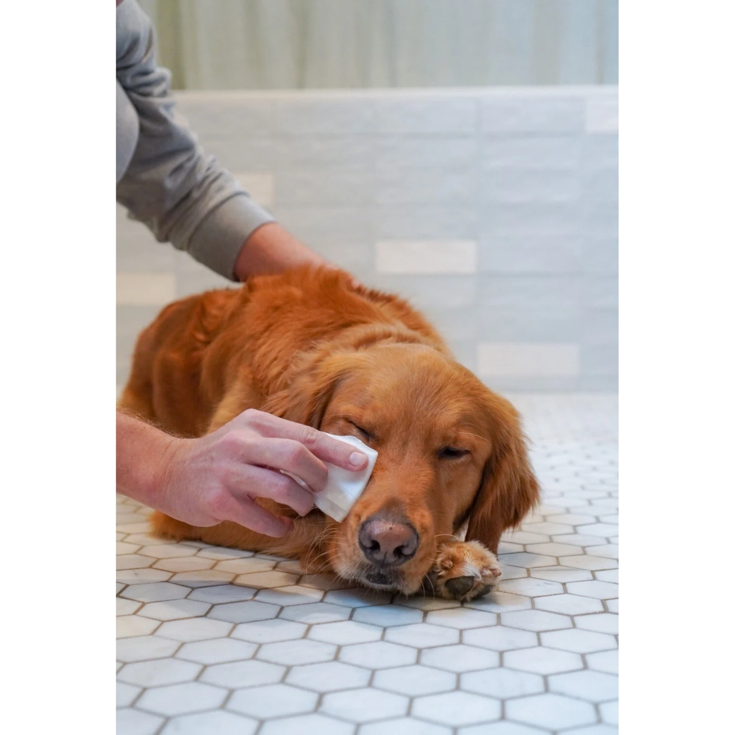 Four Paws Healthy Promise Cat & Dog Eye Wipes, 35 Count 4 Four Paws Healthy Promise Cat & Dog Eye Wipes, 35 Count - Image 2