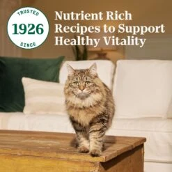 Nutro Wholesome Essentials Adult Salmon & Brown Rice Recipe Dry Cat Food -Furry Friends 86818 PT6. AC SS1800 V1702666124