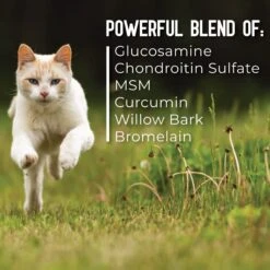 ActivPhy Hip & Joint Mobility Collar For Cats -Furry Friends 889582 PT4. AC SS1800 V1687376458