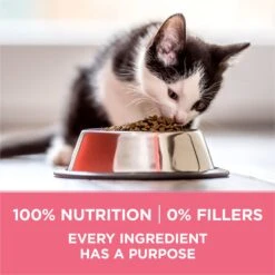 Purina ONE +Plus Healthy Kitten Formula Natural Dry Cat Food -Furry Friends 91700 PT5. AC SS1800 V1679673104