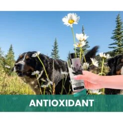 Gou Gou Pets Lotus & White Tea Dog Shampoo, 16-oz Bottle 15 Gou Gou Pets Lotus & White Tea Dog Shampoo, 16-oz Bottle -Furry Friends 917990 PT5. AC SS1800 V1694442986