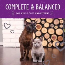 Stella & Chewy's Dinner Morsels Plate Lickin' Pork Recipe Cat Dried Food -Furry Friends 931710 PT7. AC SS1800 V1693248441