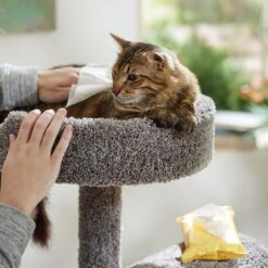 Burt's Bees Dander Reducing Wipes With Colloidal Oat Flour & Aloe Vera For Cats -Furry Friends 94051 PT5. AC SS1800 V1683922992