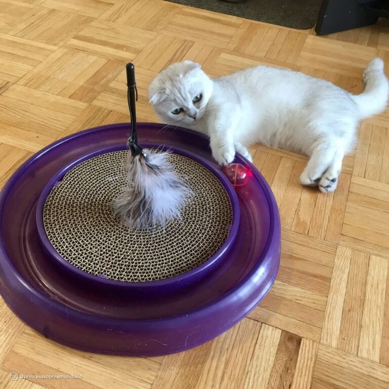 Furry Friends 45 Furry Friends -Furry Friends 64234 PT1. AC SS1800 V1673648559 768x768 1