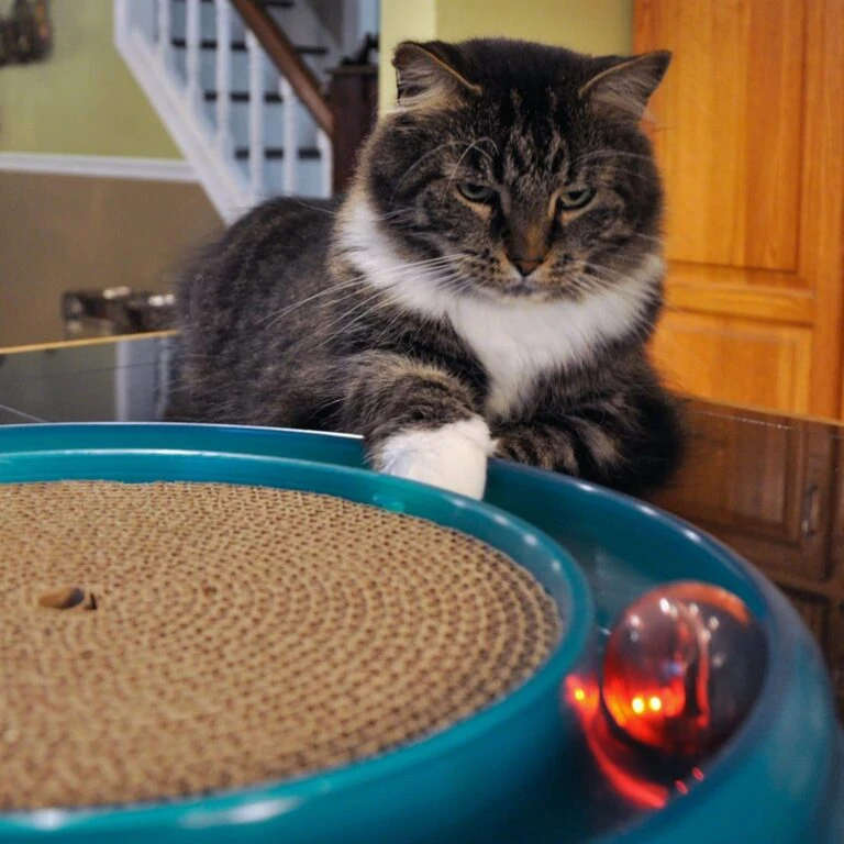 Furry Friends 44 Furry Friends -Furry Friends 64234 PT2. AC SS1800 V1673648559 768x768 1